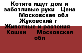 Котята ищут дом и заботливые руки › Цена ­ 1 - Московская обл., Жуковский г. Животные и растения » Кошки   . Московская обл.